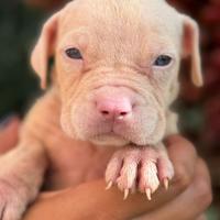 American Bully cuccioli