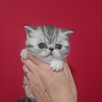 British shorthair
