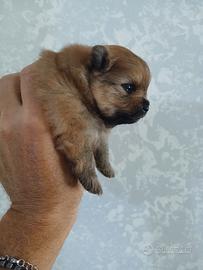 Cucciolo spitz pomerania