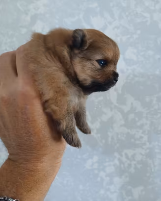 Cucciolo spitz pomerania