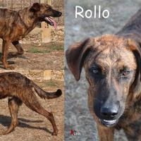 Rollo, cucciolo socievole e dolce