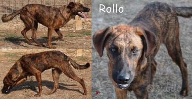 Rollo, cucciolo socievole e dolce