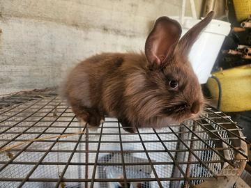 Conigli