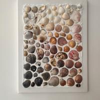 Quadro composizione artistica conchiglie mare