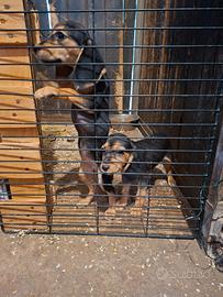 Beagle per segugio