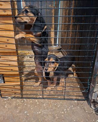 Beagle per segugio