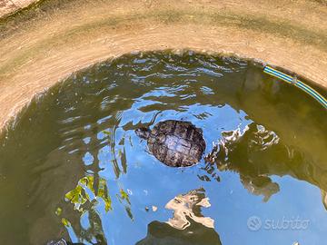 Coppia tartarughe d'acqua