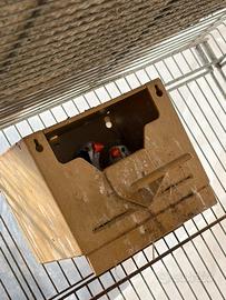 Coppia diamanti mandarini