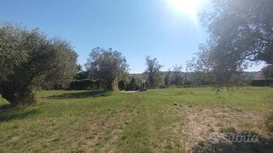 Panoramico con uliveto