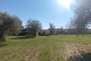 Panoramico con uliveto