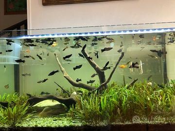 Pesci platy e guppy