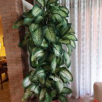 Pianta dieffenbachia 