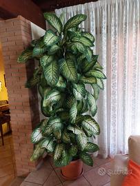 Pianta dieffenbachia 