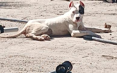 Dogu agertino