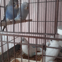 Pappagalli cocorite