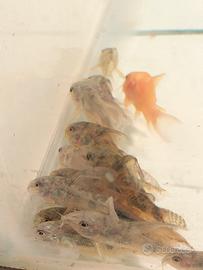 Corydoras,neon e cardinali