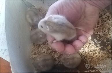 Criceti russi - razza argente