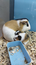 Porcellini d'india baby