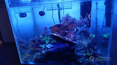 Acquario marino 160 lt
