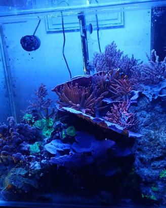 Acquario marino 160 lt