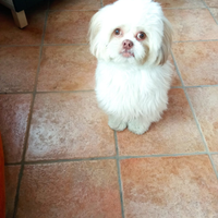 Cane originale shihtzu per accoppiamento