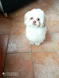 Cane originale shihtzu per accoppiamento