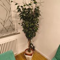 pianta finta da arredo 