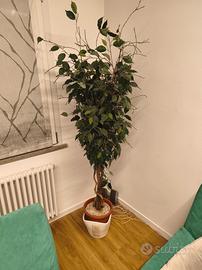 pianta finta da arredo 