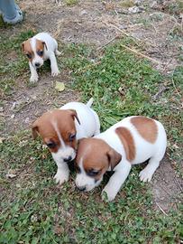 Jack Russell