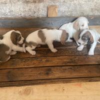 Cani da caccia