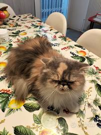 Gatta persiana