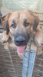 Mix pastore tedesco in adozione