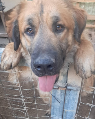 Mix pastore tedesco in adozione