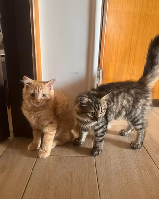 Cuccioli di angora turco