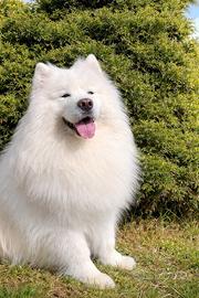 Cuccioli di Samoiedo con Pedigree