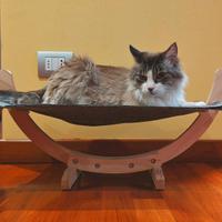 Amaca gatto