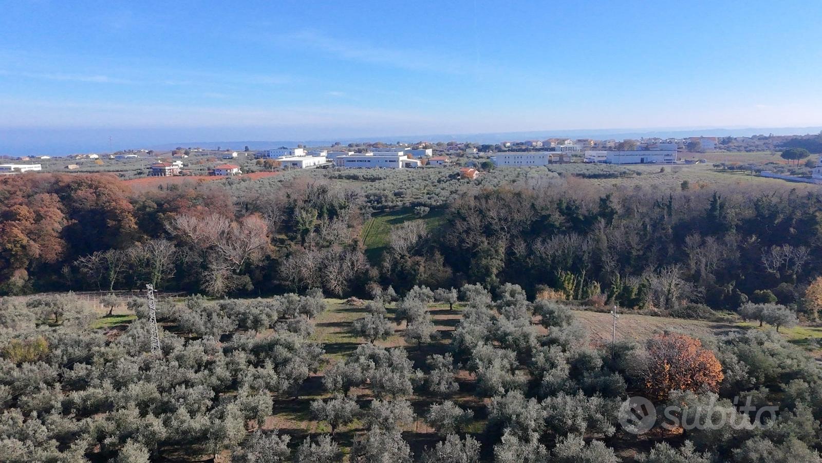 Ampio terreno agricolo di 3,2 Ettari con Uliveto - Altro