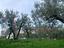 Immagine 7