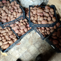 Patate di nostra produzione