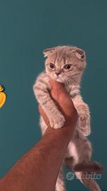 gatti cuccioli schottis 