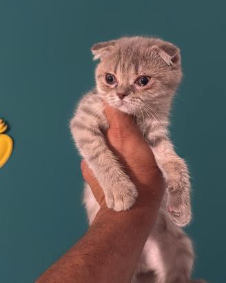 gatti cuccioli schottis 