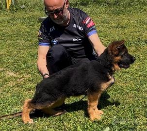 Cucciolo di pastore tedesco