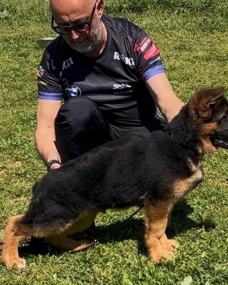 Cucciolo di pastore tedesco