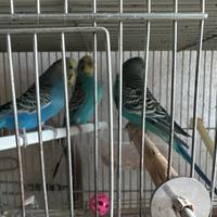 Avviso di vendita di uccelli