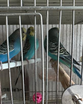 Avviso di vendita di uccelli