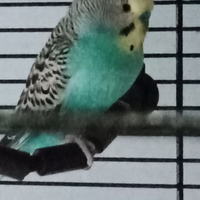 Coppia di Cocorite adulte