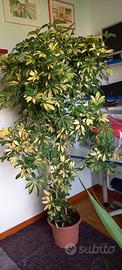 pianta sempreverde