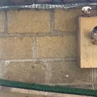 Falchi Gheppi americani 2026 (rapaci)