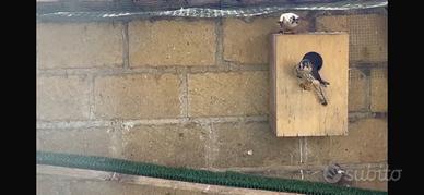 Falchi Gheppi americani 2026 (rapaci)