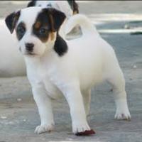 Jack Russell